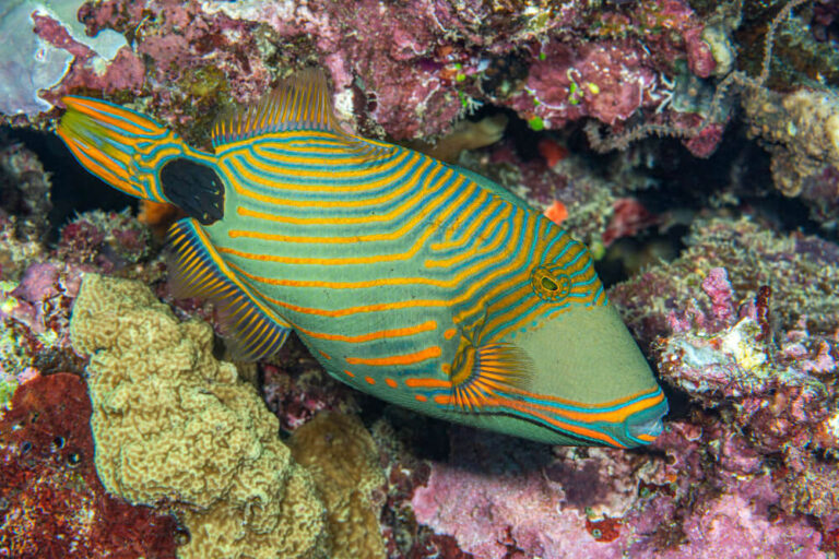 Gefhrlich Fische Rotes Meer