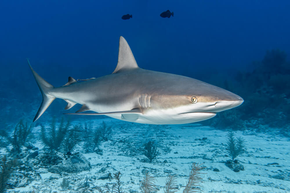 Das Bild zeigt einen Hai - ein potentiell gefährlicher Fisch im roten Meer