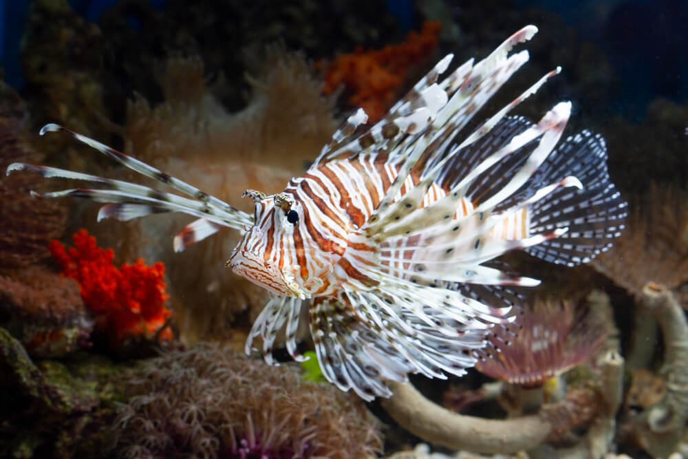 Das Bild zeigt einen Rotfeuerfisch und seine giftigen und gefährlichen Stacheln