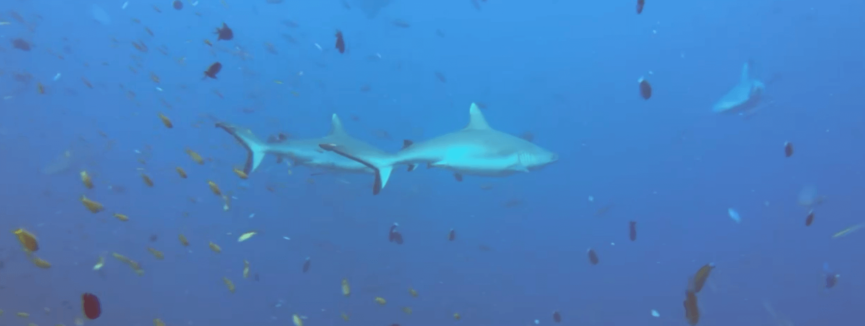 Riffhaie und Fische im Roten Meer beim Tauchen im Freiwasser
