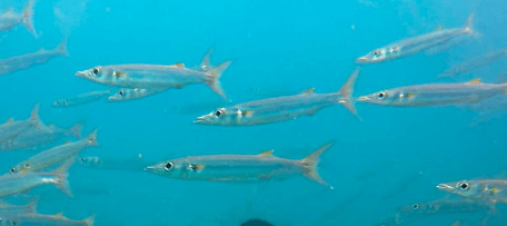 Schwarm mehrerer Barrakudas im Roten Meer