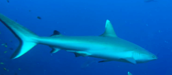 Weißspitzen Hai im Roten Meer