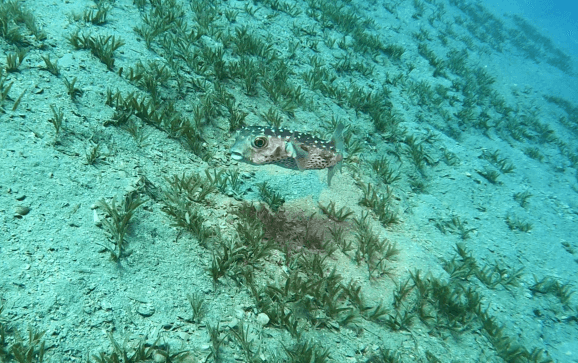 Kugelfisch vor etwas Seegras