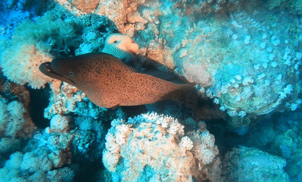 Große Muräne zwischen Korallenriff schaut raus