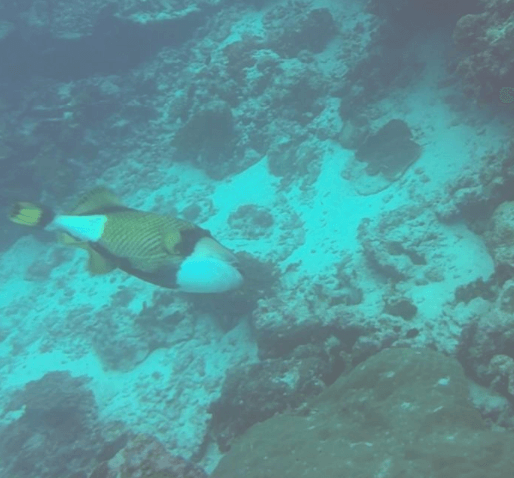 Riesen-Drückerfisch im Roten Meer beim Tauchen