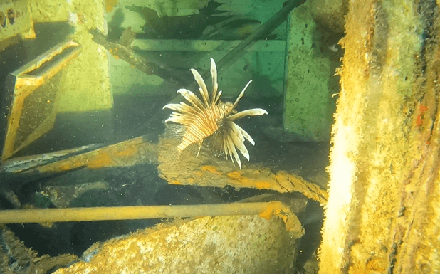 Rotfeuerfisch in Wrack im Roten Meer