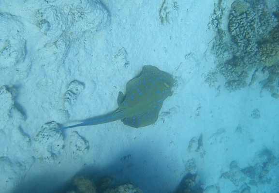 Blaupunkt Stachelrochen am Meeresgrund im Sand