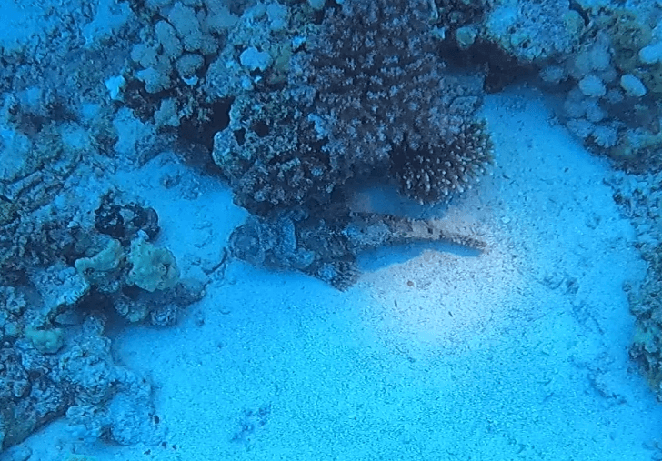 Steinfisch gut getarnt neben Koralle am Meeresboden