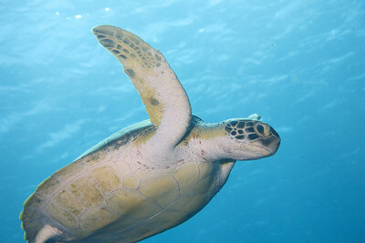 Das Bild zeigt eine schwimmende Schildkröte in der Karibik bei Bonaire, welche man beim Tauchen mit Schildkröten sehen kann