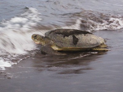 Das Bild zeigt eine Schildkröte am Strand von Costa Rica