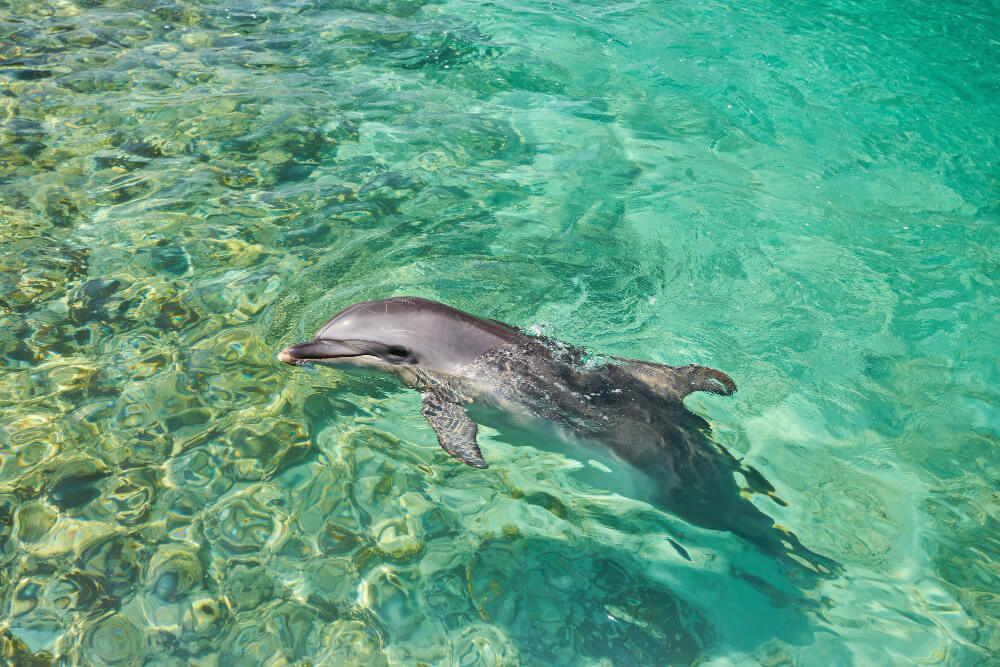 Delfin über der Wasseroberfläche beim Tauchen an den Similian Inseln