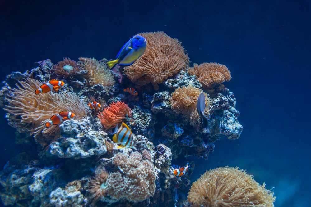 Das Bild zeigt ein Korallenriff mit Fischen, welches durch Riff- und korallenfreundliche Sonnencreme geschützt werden kann.