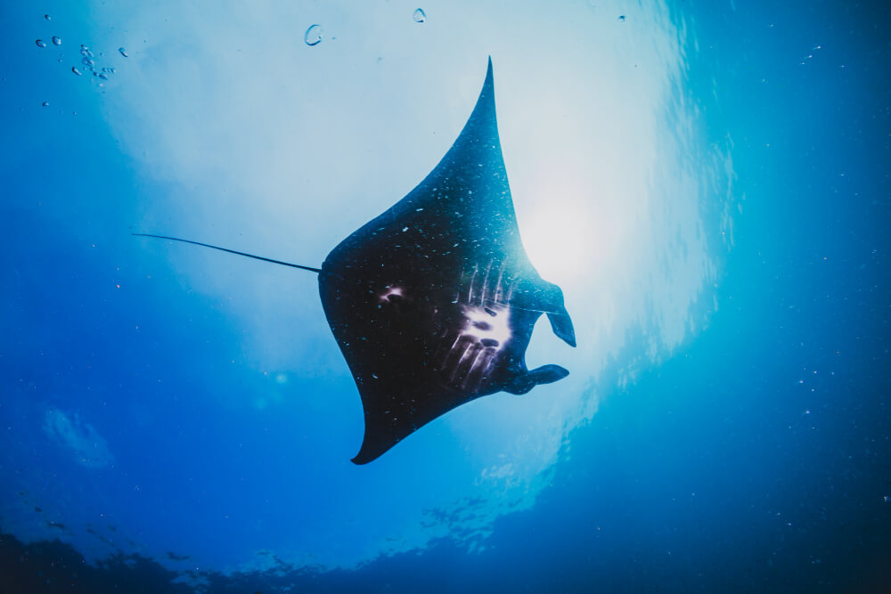 Das Bild zeigt einen Mantarochen im Roten Meer in Ägypten