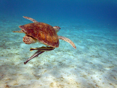 Das Bild zeigt eine schwimmende Schildkröte in Marsa Alam