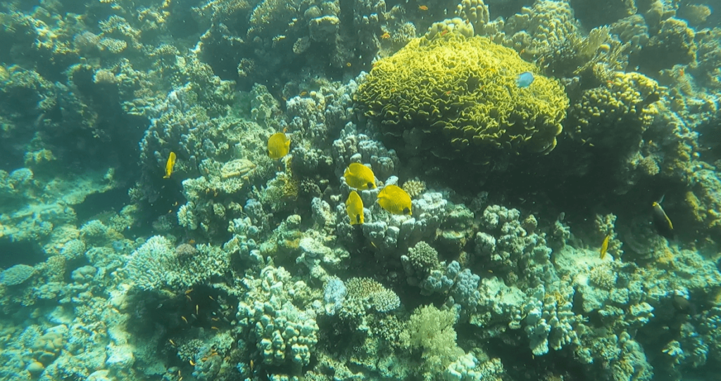 Das Bild zeigt ein Foto von dem Panorama Riff - welches beim Tauchen in Safaga entstanden ist. Es zeigt viele große gelbe Fische