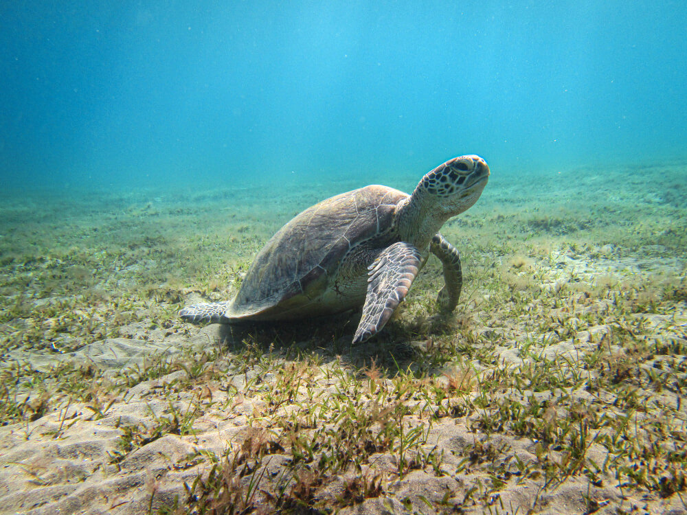 Nahaufnahme Grüne Meereschildkröte