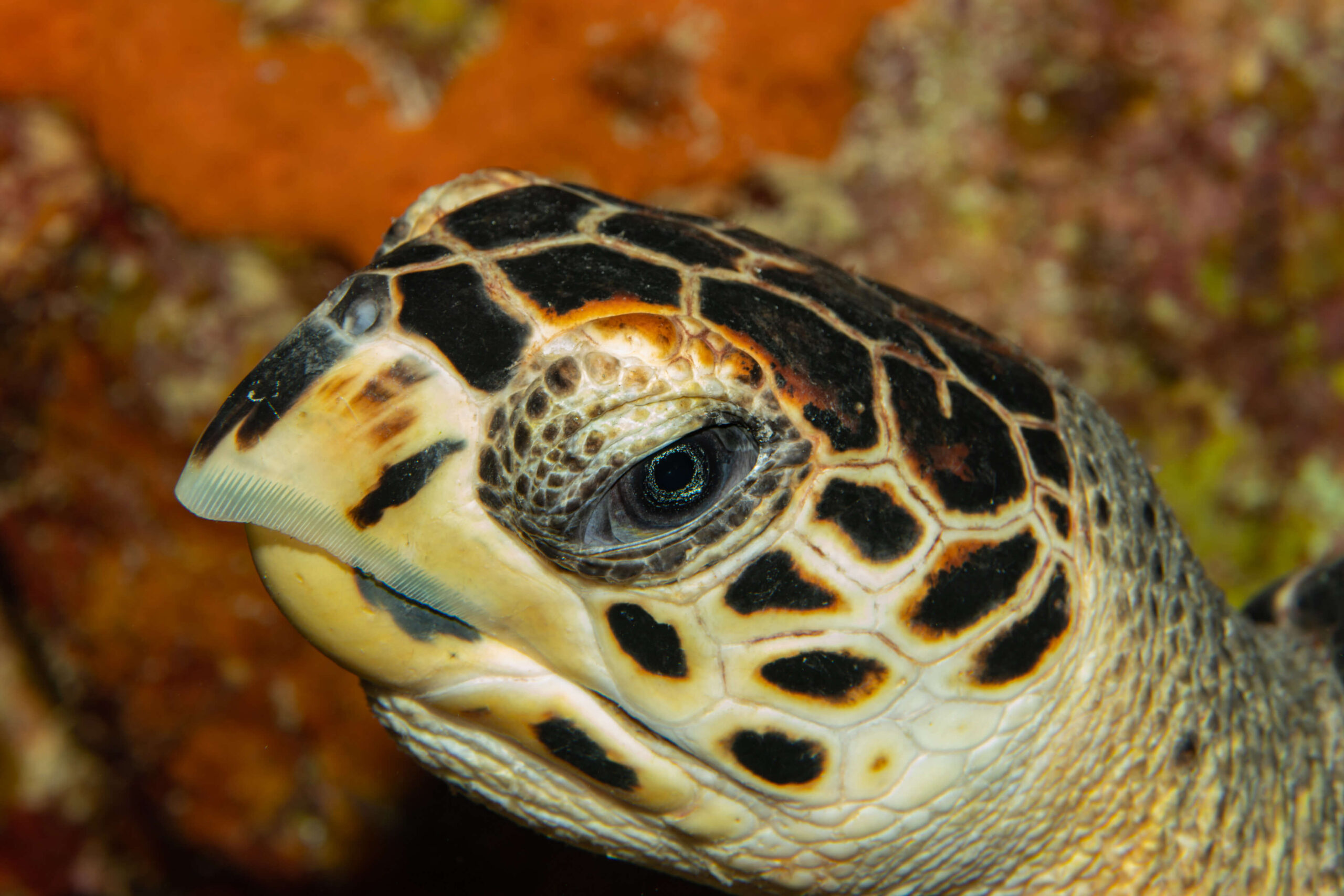 Nahaufnahme Hawksbill Schildkröte