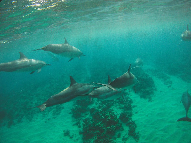 Große Schule beim Tauchen mit Delfinen in Hawaii 