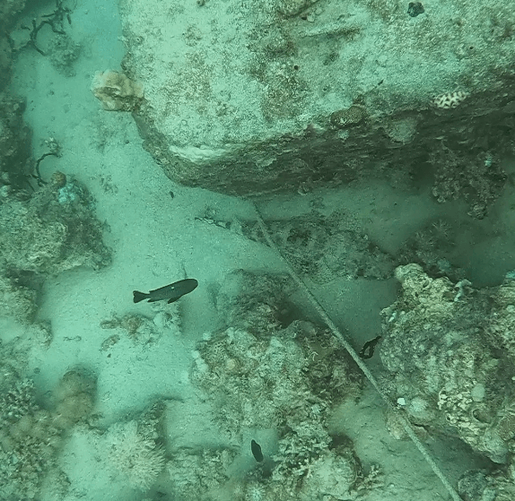 Krokodilfisch neben einem großen Steinblock liegt regungslos auf dem Boden