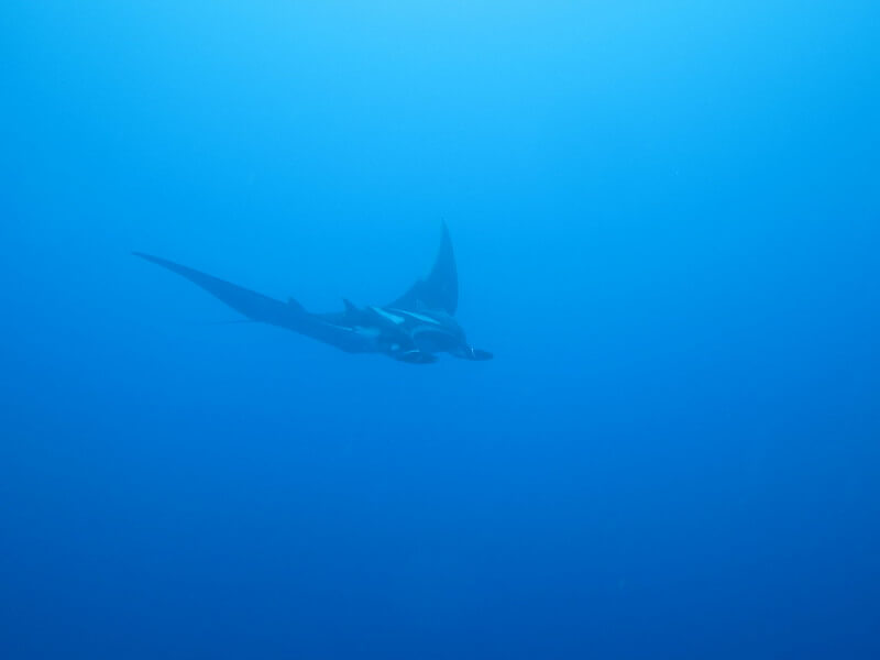 Mantarochen schwebt im blaune Meerwasser