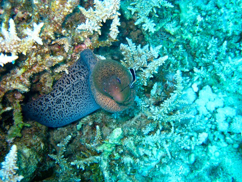 Muräne an einem Hausriff in Marsa Alam