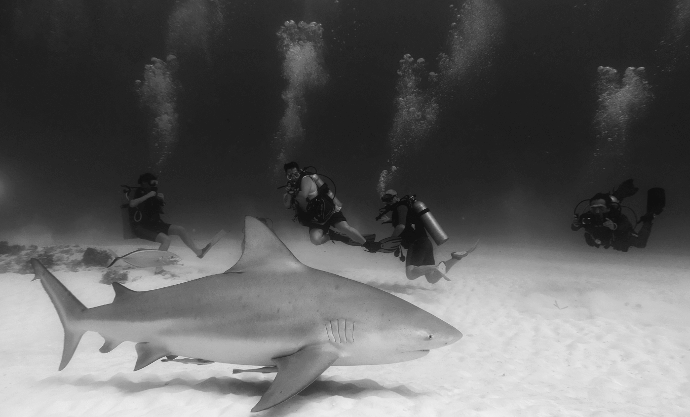 Mehrere Taucher demonstrieren das richtige Verhalten bei einer Haibegegnung vor einem Hai