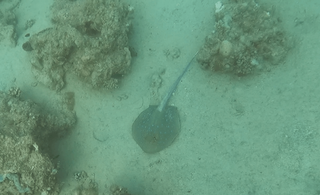 Blaupunktrochen liegt auf dem sandigen Boden des Steigenberger Coraya Beach Hausriffs 