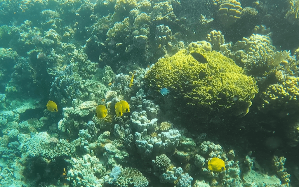 Viele gelbe Fische vor einem Korallenriff bei einem OWD Tauchgang im Freiwasser in Ägypten