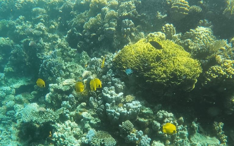 Open Water Diver Tauchschein: Kosten, Tiefe & Prüfungsfragen