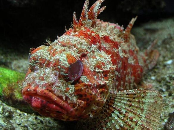 gef-hrliche-und-giftige-fische-im-mittelmeer-top-10-tipps