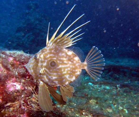 top-10-gef-hrliche-fische-im-mittelmeer-die-du-kennen-solltest