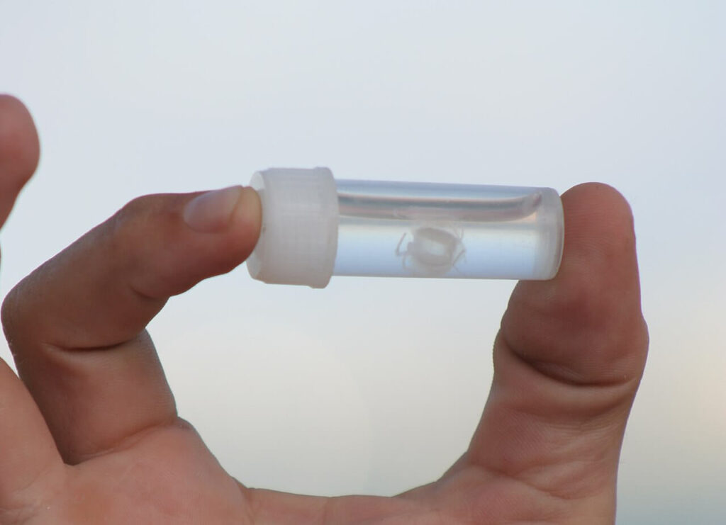 Das Bild zeigt die gefährliche und winzige Irukandji-Qualle in einem kleinen Gefäß zwischen zwei Fingern. 