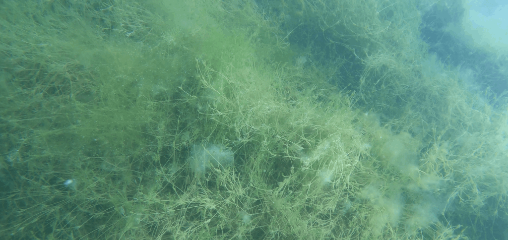 Seegraswiese Bodensee