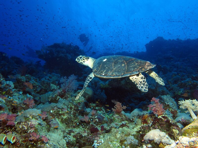 Schildkröte am Elphinstone Reef