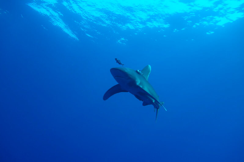 Longimanus Hai unter der Wasseroberfläche