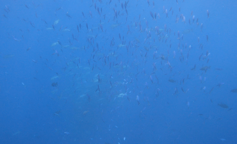 Riesige Fischschwärme im Blauwasser