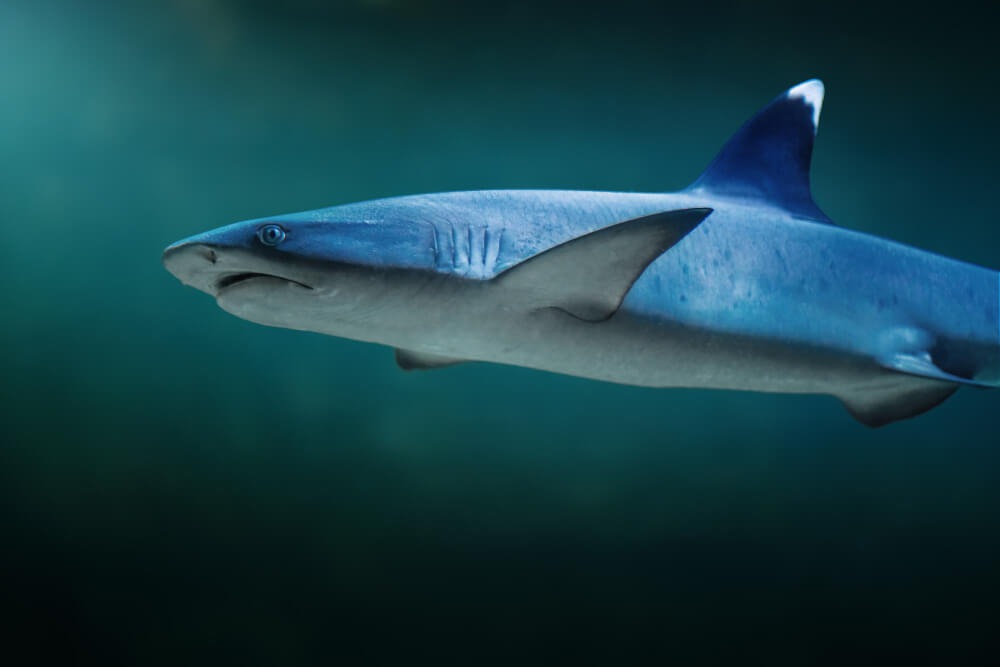 Weißspitzen Riffhai schwimmt vor Ägypten