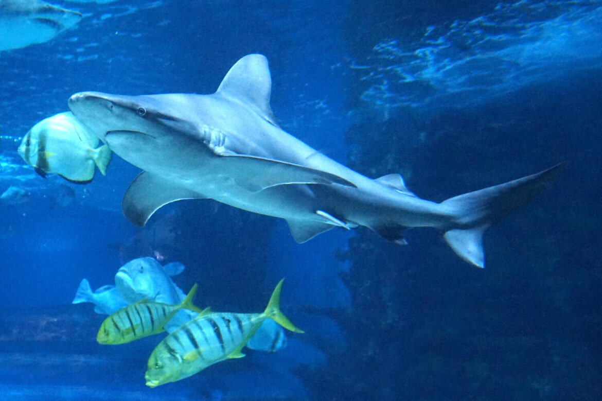 Das Bild zeigt eine der gefährlichsten Haiarten der Welt mitt meheren Fischen um sich herum.
