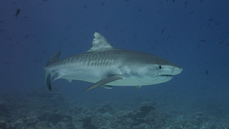Das Bild zeigt die gefährliche Haiart Tigerhai von der Seite.