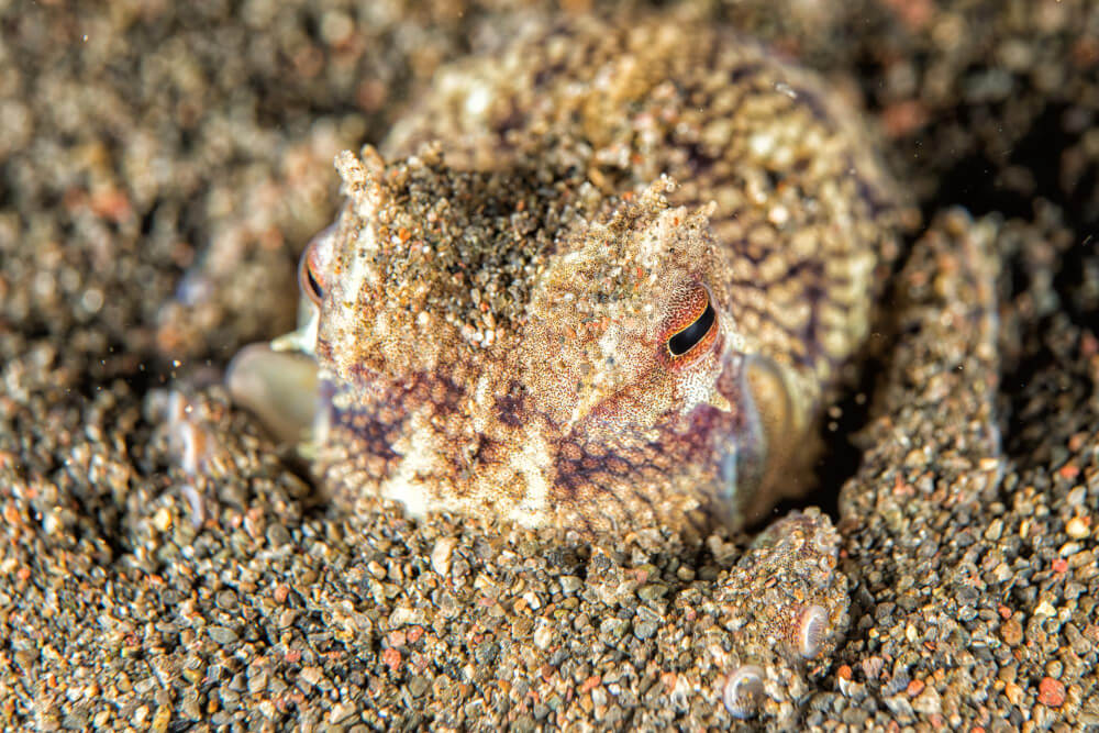 Versteckter Oktopus im Sand vertragen bei Lembeh Strait