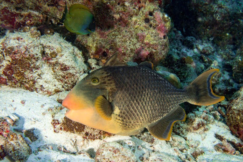 Gelb-Grauer Drückerfisch verteidigt sein Nest