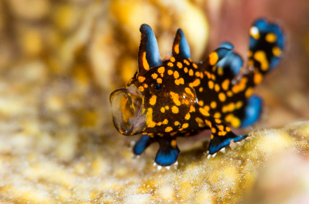 Makroaufnahme eines gepunkteten Froschfischs auf sandigem Grund, gesicht nah und texturiert