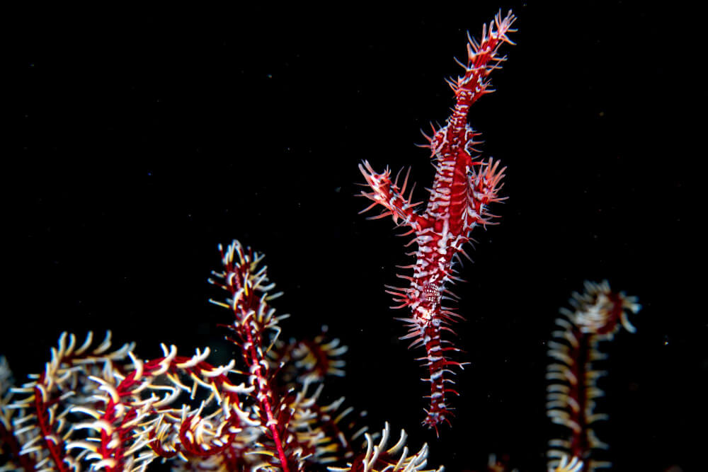 Roter Geisterpfeifenfisch schwebt