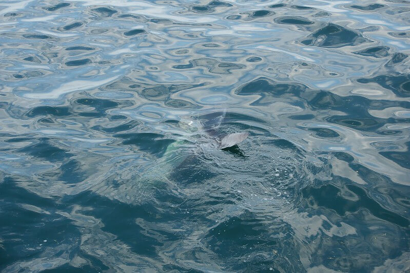 Flossenspitze eines Mondfisches an der Oberfläche im Meer vor Südafrika