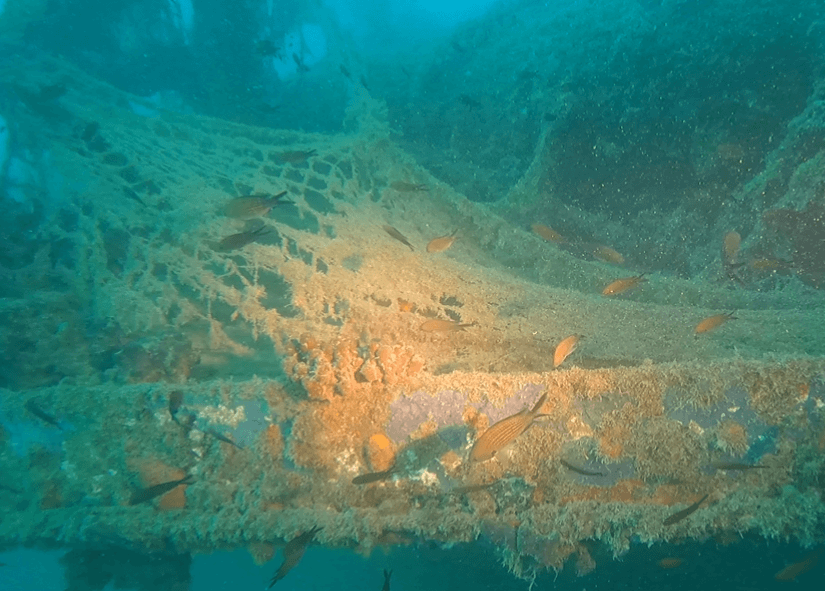 Großes Netz und Fische an einem Wracktauchplatz