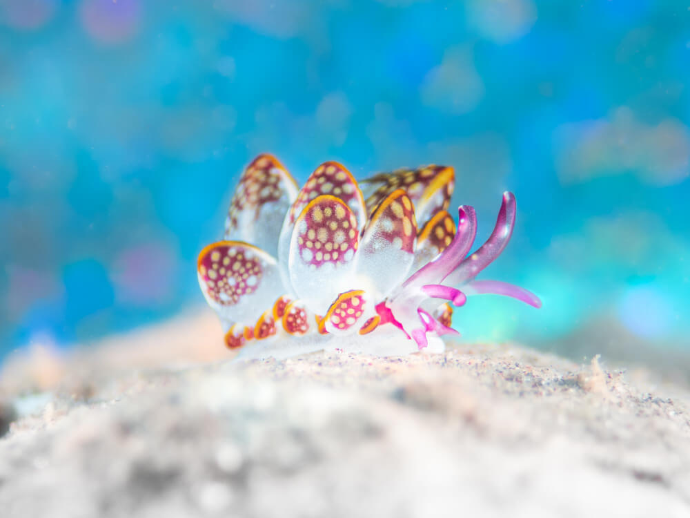 bunte Nacktschnecke Nudibranch kriecht über hellen Untergrund