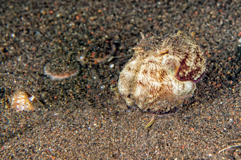Oktopuss versteckt sich im Sand