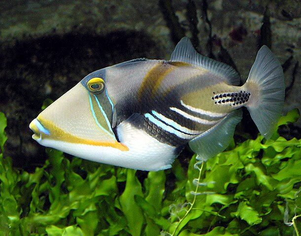 Picasso Drückerfisch vor Seegras