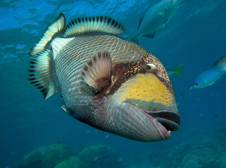 Titan Drückerfisch neben mehreren Fischen