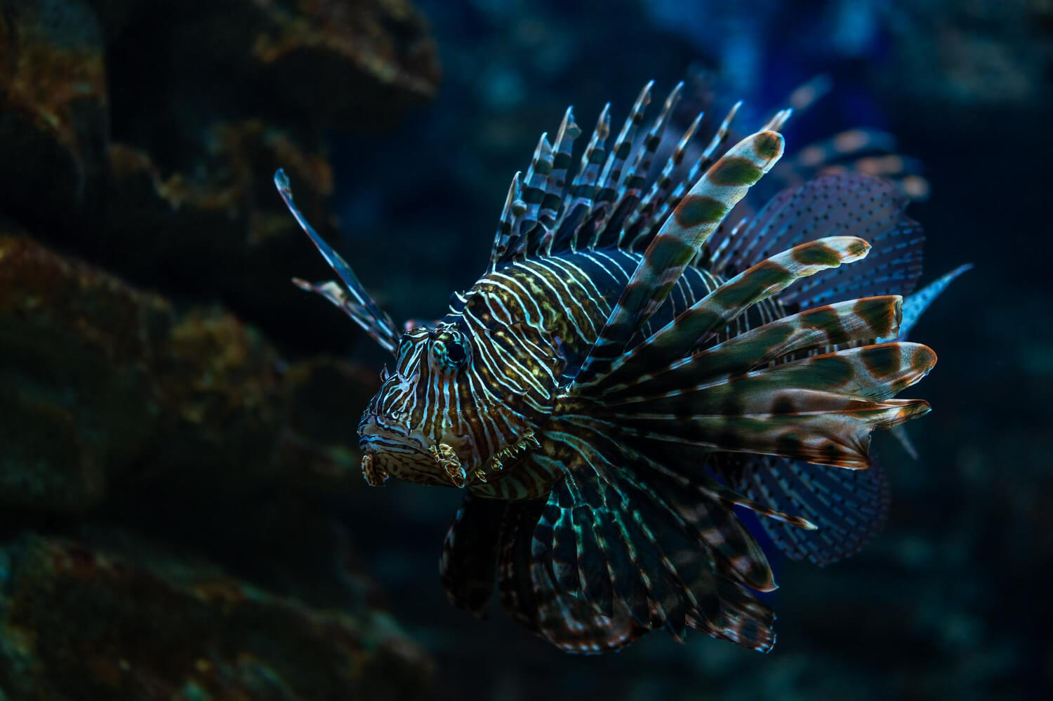 Feuerfisch beim schwimmen vor einem Korallemriff im Pazifik